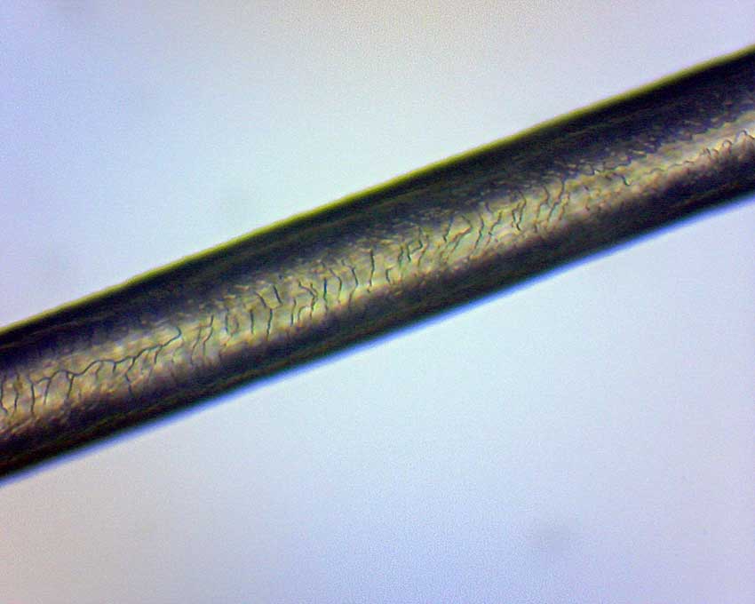 human hair under microscope 100x