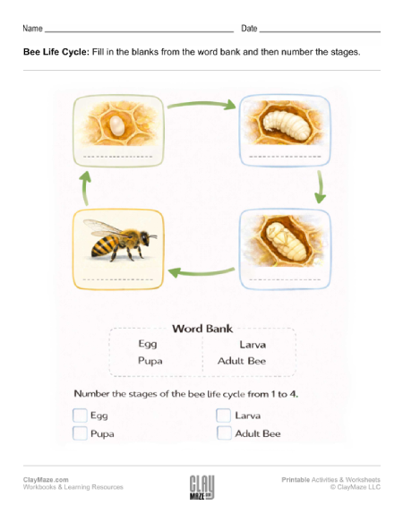 Free worksheet on the life cycle of a bee.