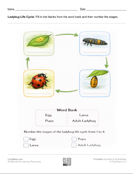 Life Cycle of the ladybug worksheet.