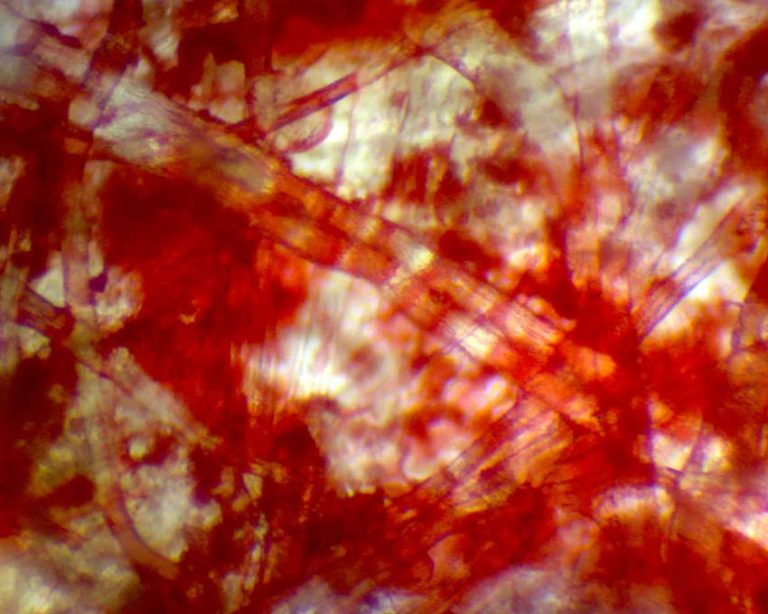 Children's Science Activity - Microscope Experiment - Workbooks and ...