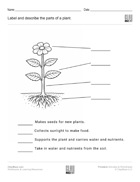 Parts of a Plant Worksheet - Grades 1-2